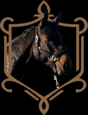 Koń o imieniu Cantero Z